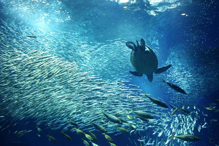 アクアワールド茨城県大洗水族館の大水槽で泳ぐウミガメと魚群